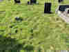 Unmarked grave, between pot and headstone.